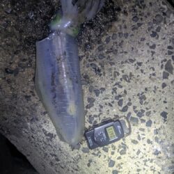 朝活でキロ超え2杯！最大1.3kgを筆頭に…