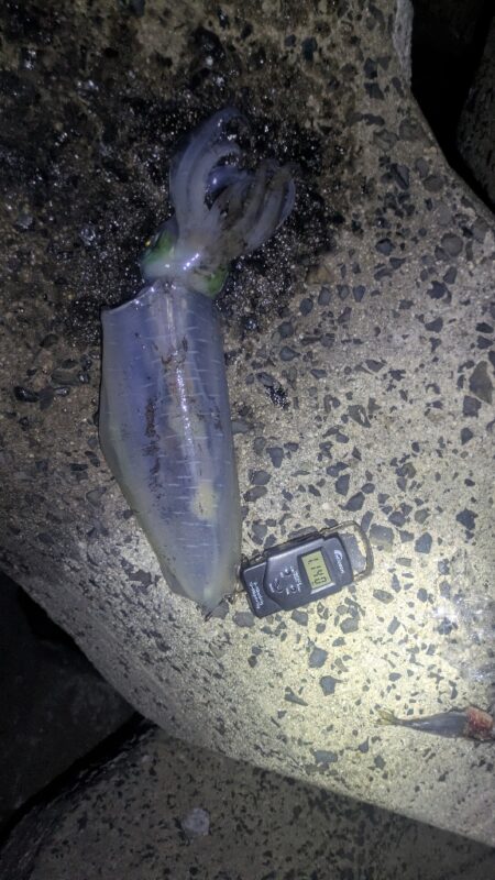 朝活でキロ超え2杯！最大1.3kgを筆頭に…