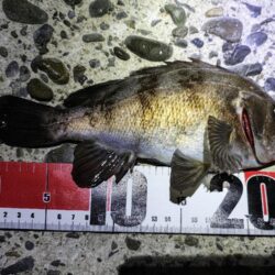 メバルプラッギング