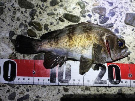 メバルプラッギング