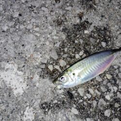 場所も違えば様子も違い