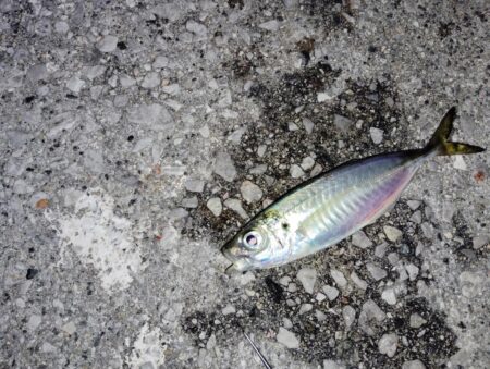 場所も違えば様子も違い