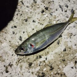 春の兆し