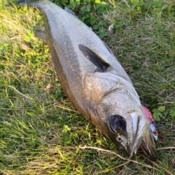 元気なシーバス