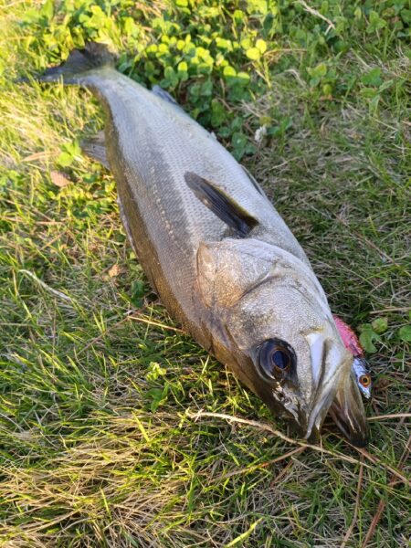 元気なシーバス