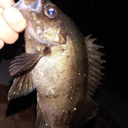 電気ウキ釣り 12