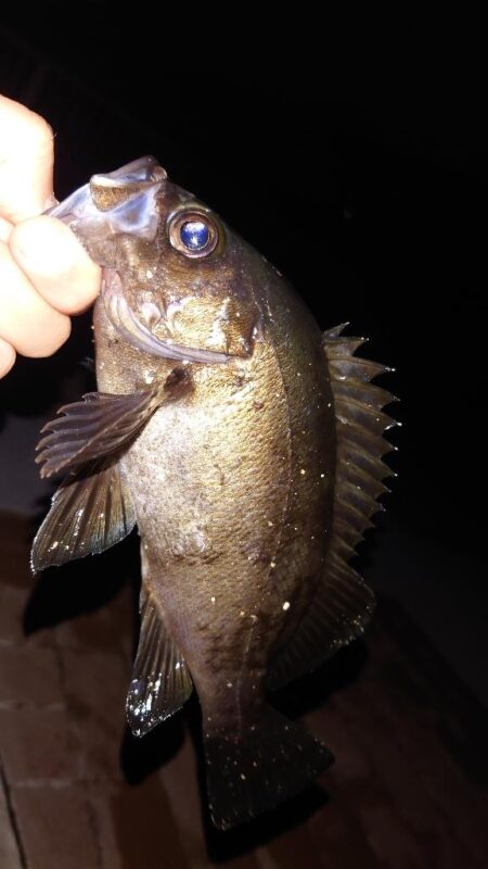 電気ウキ釣り 12