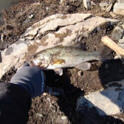 フリーリグで1本