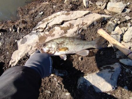 フリーリグで1本