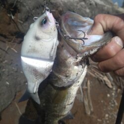 スイムベイトとミノーで2本