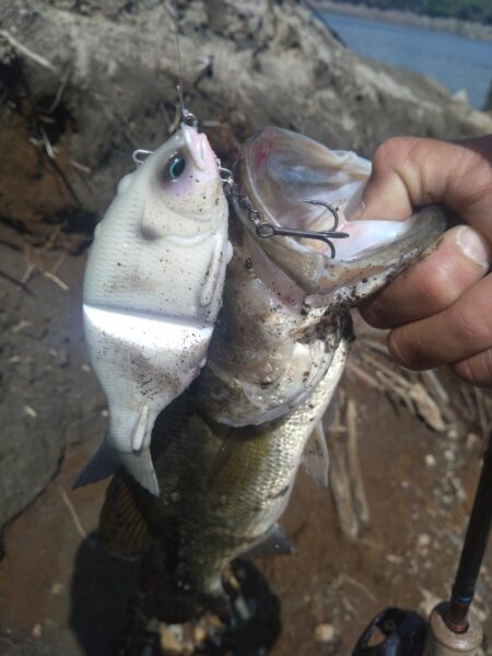 スイムベイトとミノーで2本