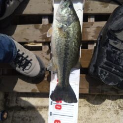 ミノー、クランク、フリーリグで3匹