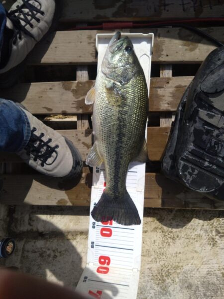 ミノー、クランク、フリーリグで3匹