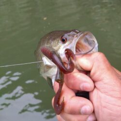 フリーリグで4匹