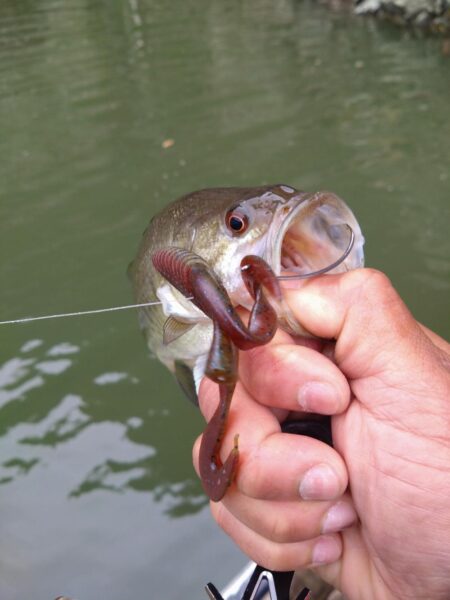 フリーリグで4匹