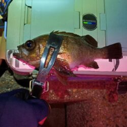 早朝メバリング