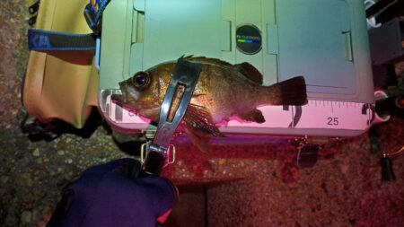 早朝メバリング