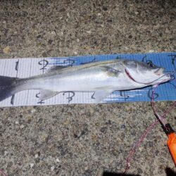 超久々に合格サイズ