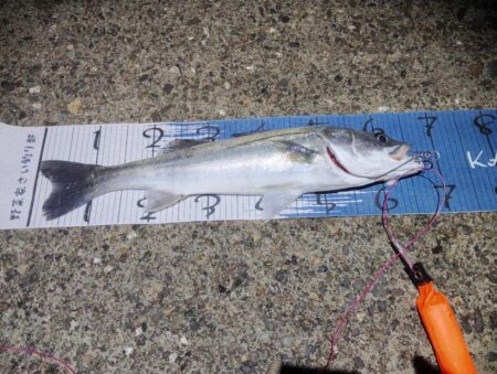 超久々に合格サイズ