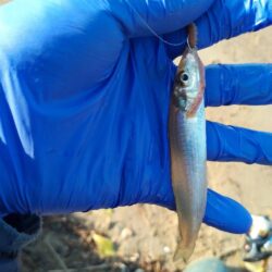 キス釣り〜夕マズメ