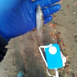 キス釣り〜調査