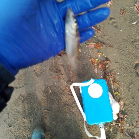 キス釣り〜調査