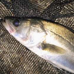 バチパターン狙い