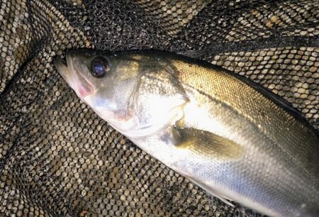 バチパターン狙い