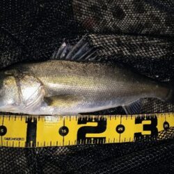 時合は20時前後