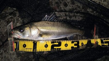 時合は20時前後