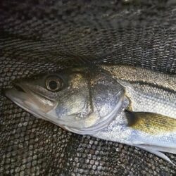 時合いは2回有り