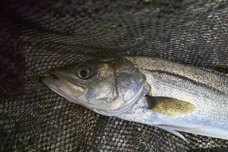 時合いは2回有り