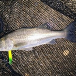 バラシが無ければ⋯