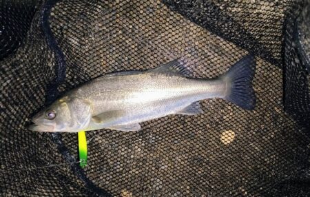 バラシが無ければ⋯