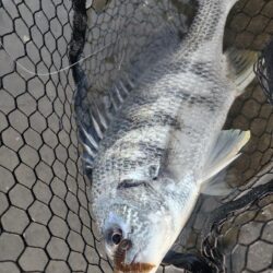 しごおわチニング