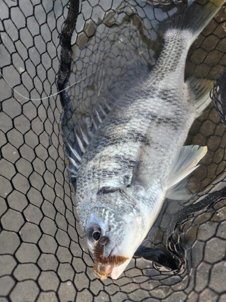 しごおわチニング