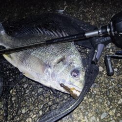 ナイトチニング