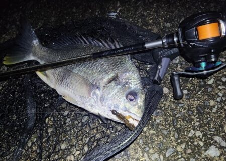 ナイトチニング