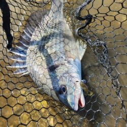 サクッと干潮チニング