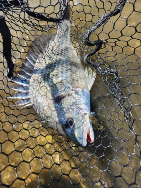 サクッと干潮チニング