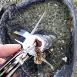 しごおわチニング