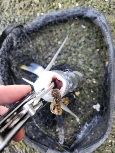 しごおわチニング