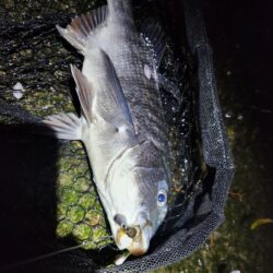 ナイトチニング