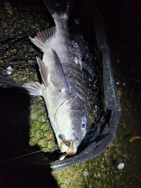 ナイトチニング