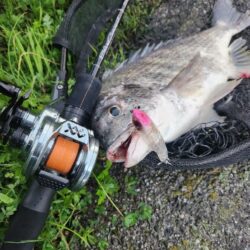 しごおわチヌトップ