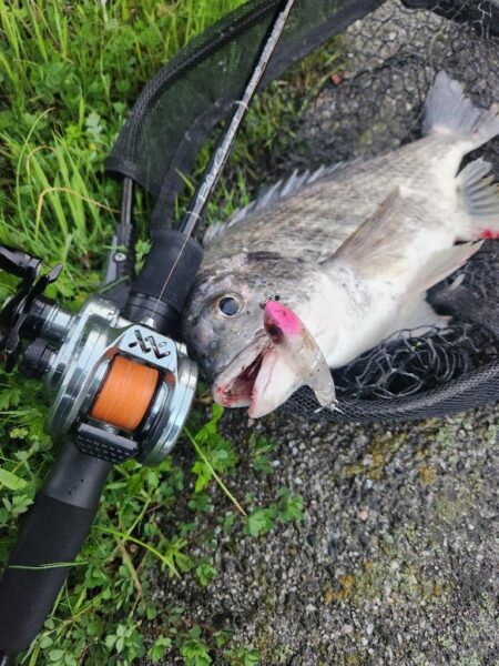 しごおわチヌトップ