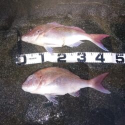 まだまだ卵も白子も小さい