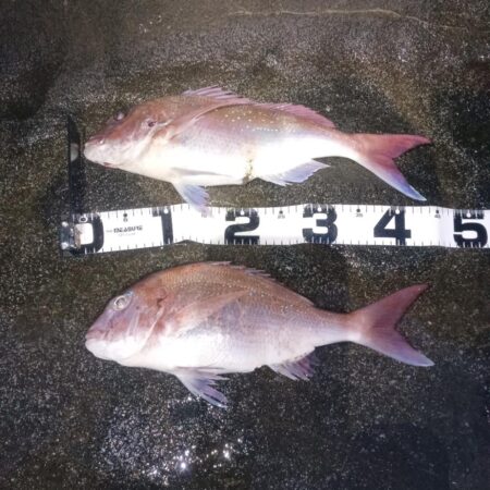 まだまだ卵も白子も小さい