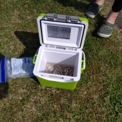 やっぱり稚鮎の唐揚げは最高ですね(^^)