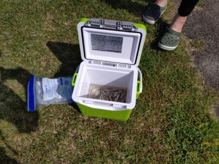 やっぱり稚鮎の唐揚げは最高ですね(^^)